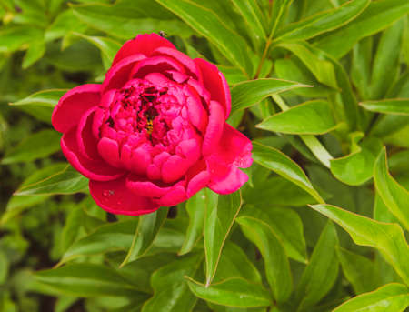 Close-up of a blossoming bud of a red peony flower on a summer day in a flower bed.の写真素材