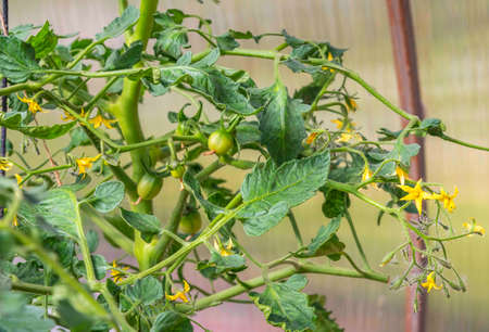 Close-up of a blooming tomato branch in a greenhouse with yellow flowers, green berries and leaves.の写真素材