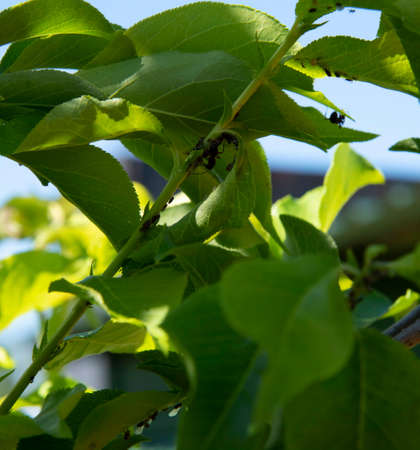 Close-up of aphids on a plum and ants on tree branches.の写真素材
