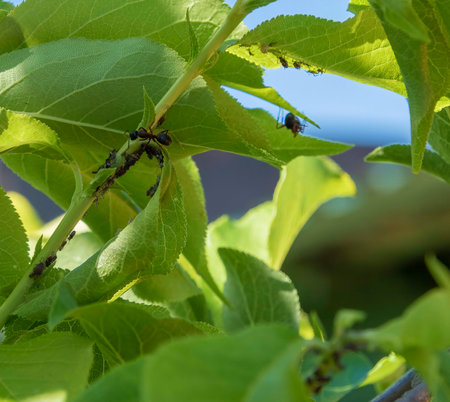 Close-up of aphids on a plum and ants on tree branches.の写真素材