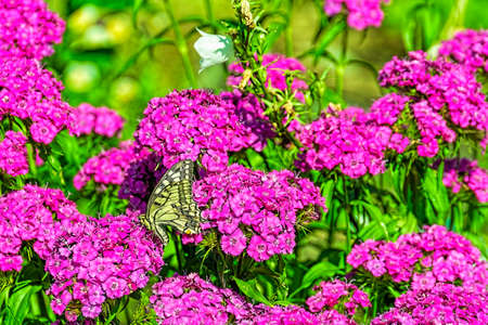 A close-up landscape of a butterfly sitting on a carnation flower on a sunny summer day.の写真素材