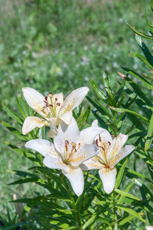 Close-up of a flower of a light yellow lily on a sunny summer day on a flower bed against a background of green leaves.の写真素材