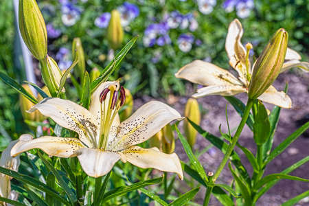 Close-up of a flower of a light yellow lily on a sunny summer day on a flower bed against a background of green leaves.の写真素材