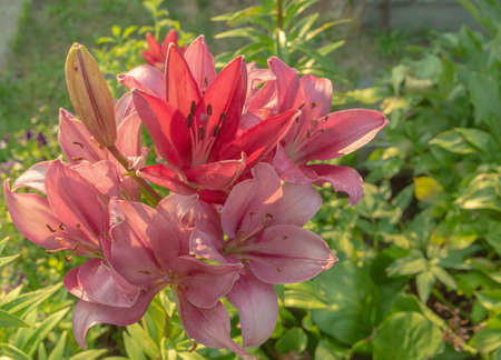 Close-up of a group of pale pink lily flowers on a background of green leaves on a sunny summer day in a flower bed.の写真素材