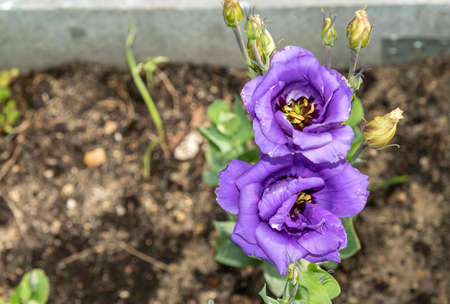 Close-up of purple eustoma flowers on a flower bed on a summer sunny day against a background of dark earth.の写真素材