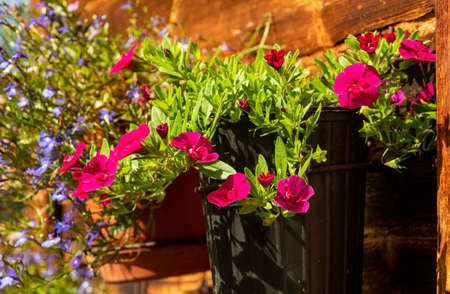 Red Calibrachoa flowers in a pot on an old wall of a wooden house on a summer sunny day.の写真素材