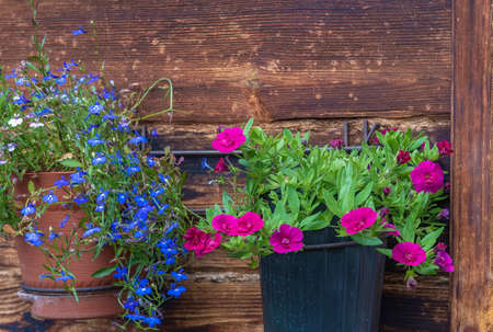Red calibrohoa flowers and blue lobelia flowers in pots on an old wall of a wooden house on a summer sunny day.の写真素材