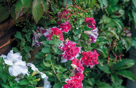 Close-up of petunia flowers in a hanging box on an old wall of a wooden house on a sunny summer day.の写真素材