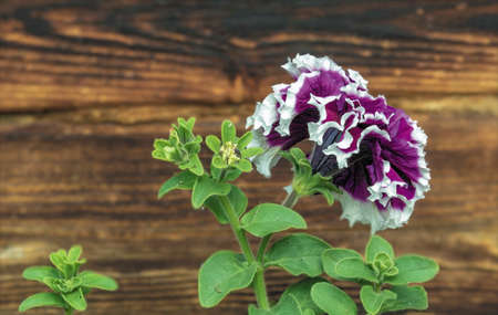 Close-up of petunia flowers in a hanging box on an old wall of a wooden house on a sunny summer day.の写真素材