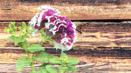 Close-up of petunia flowers on the background of an old wall of a wooden house on a summer day.の写真素材