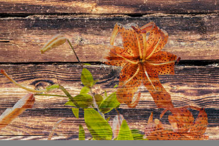 Illustration of orange lily flowers and green leaves on the background of the structure of a pine log wall of a wooden house.の写真素材