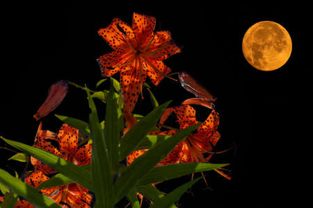 Close-up shot of orange lily flowers and green leaves against the backdrop of the night sky and the yellow moon.の写真素材