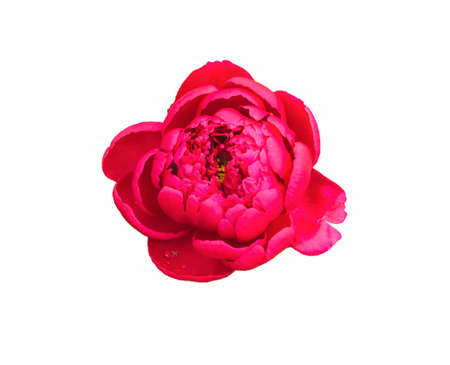 Close-up image of fully blossoming red peony flower bud isolated on white backgroundの写真素材