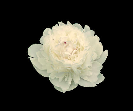 Close-up image of fully blossoming white peony flower bud, isolated on black background.の写真素材