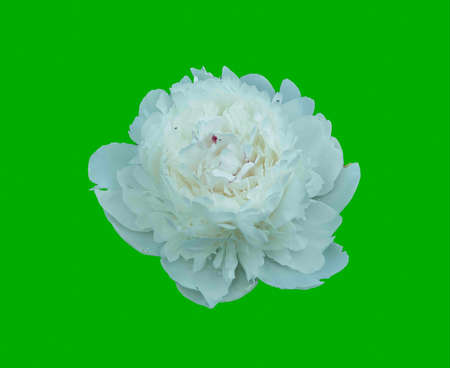 Close-up image of a fully blossoming white peony flower bud, isolated on a green background.の写真素材