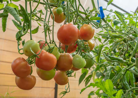 Close-up of a tomato branch with red and green fruits of tomatoes in a greenhouse on a summer day.の写真素材