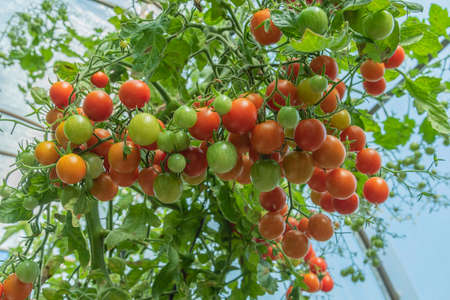 Close-up of a tomato branch with red and green fruits of tomatoes in a greenhouse on a summer day.の写真素材