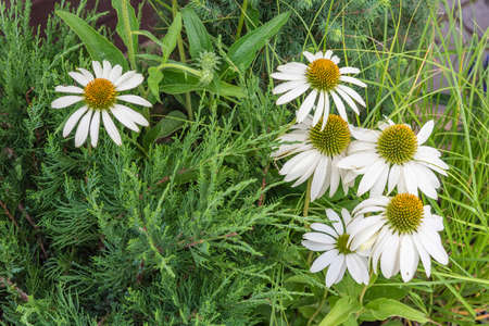 Close-up image of a group of white daisies flowers on the background of a young sprout of coniferous plants on a summer day.の写真素材