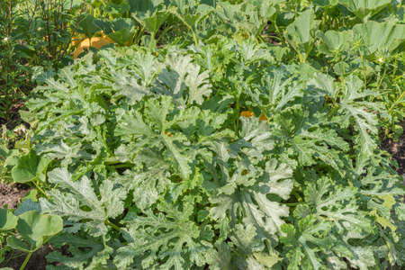 Close-up of an overgrown zucchini bush with heavily cut silvery light green leaves on a summer day.の写真素材
