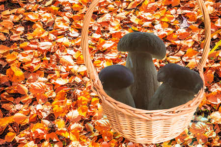 Autumn bright yellow leaves lie on the ground with a yellow carpet and on them stands a light yellow wooden basket with three porcini mushrooms of a dark brown color close-up.の写真素材