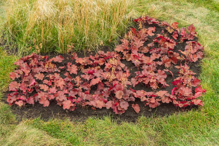 Close-up landscape shot of Heuchera hybrid redstone falls as an option for garden design, on a summer day.の写真素材