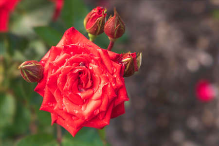 Close-up of a red rose with water droplets, just after the rain, in a garden on a September day, against a background of green leaves on the left side and black earth on the other.の写真素材