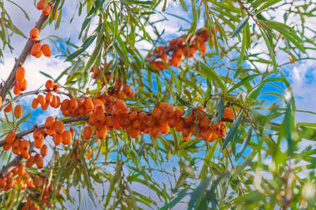 Close-up landscape shot of a sea buckthorn branch with yellow berries against a blue sky with white clouds on a summer day in the garden.の写真素材