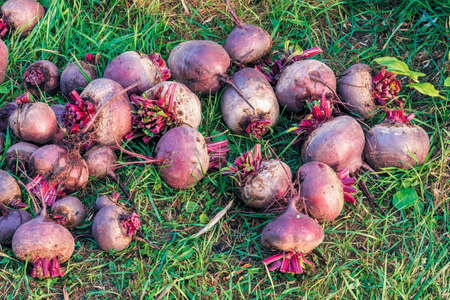 Close-up shot of freshly picked red beets drying on green grass on a sunny autumn day.の写真素材
