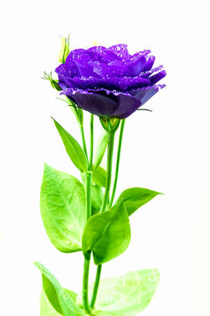 Close up of eustoma flower on white background in high key.の写真素材