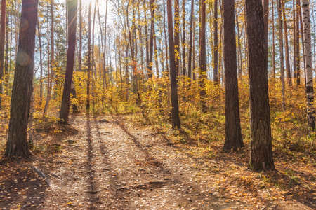 Landscape forest path on a sunny autumn day, along which there are trees with yellowed foliage.の写真素材