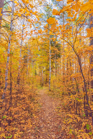 Landscape forest path on a sunny autumn day, along which there are trees with yellowed foliage.の写真素材