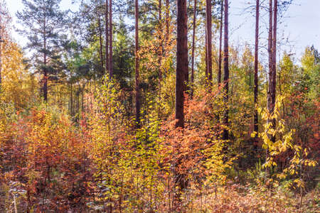 On a sunny day, autumn forest landscape with yellowed autumn foliage on trees and on the ground.の写真素材