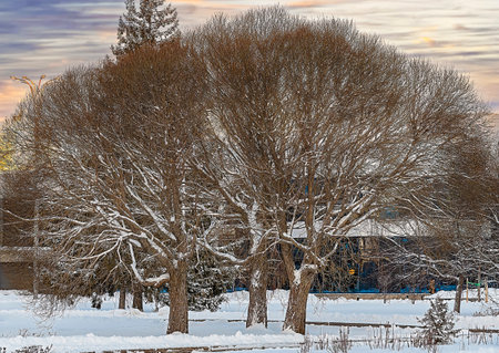 Close-up trees in winter with branches without leaves against the sky at dawn.の写真素材