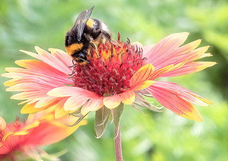On a summer day, the bee collects nectar from Rudbekija flowers and carries pollen.の写真素材