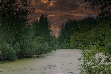 Landscape, forest lake covered with duckweed in the evening in cloudy weather.の写真素材