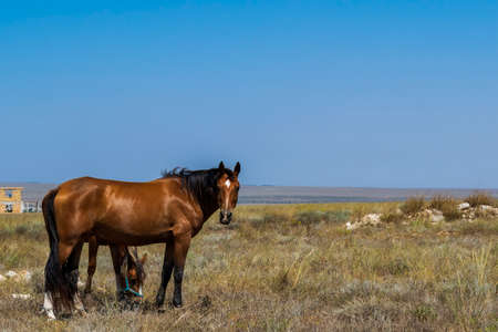 horses in the steppe are looking for foodの写真素材