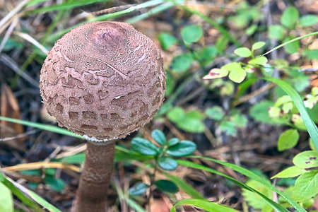 This edible umbrella mushroom is variegated or large (Macrolepiota processra), the entire surface of the cap is covered with large lagging brown scales.の写真素材