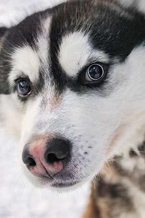 Close-up portrait of a Husky breed dog on a cloudy winter day in the forest.の写真素材