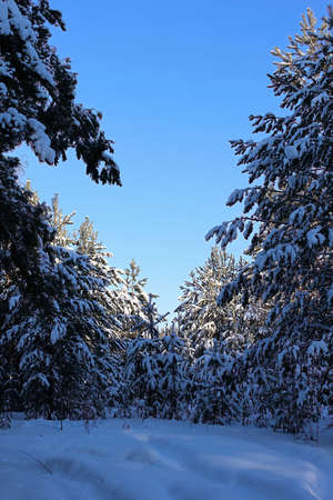 Landscape shot, coniferous forest on a sunny winter morning, against a clear blue sky and with blue-white snow in the foreground.の写真素材