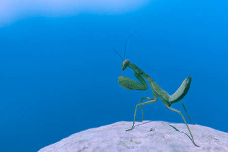 A close-up landscape of the Praying Mantis on a stone on a summer, sunny day, against the background of a blue sky.の写真素材