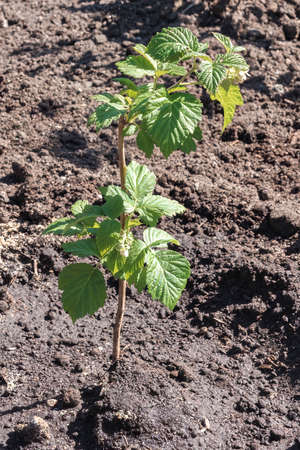 Agro landscape, close-up, sapling of a raspberry tree called Skazka with green leaves and berries.の写真素材