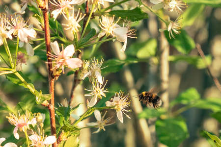 Spring early sunny morning, the image of a bee over a cherry blossom.の写真素材