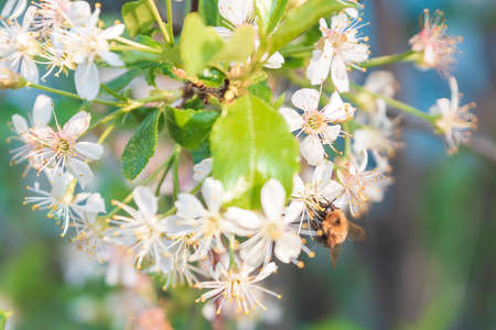 Spring early sunny morning, a bee sits on a cherry blossom.の写真素材