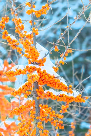 Image of sea buckthorn berries on a tree under snow in winter.の写真素材