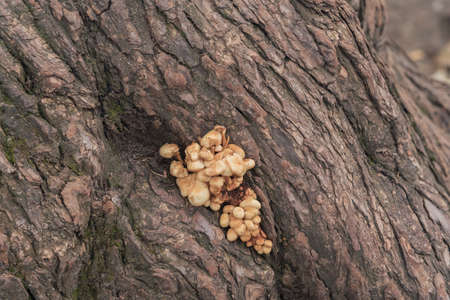 A whole family of mushrooms grew on a tree in the park.の写真素材