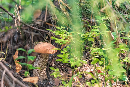 Close-up photo of a mushroom under the branches of a Christmas tree.の写真素材