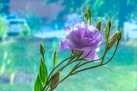 Close-up of a lilac eustoma flower and unopened buds on green stems, in the background a blurred background that does not distract from the main subject of the imageの写真素材