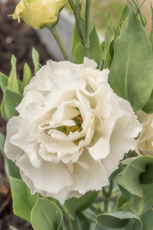 Close-up of a white eustoma flower and unopened buds on green stems, in the background a blurred background that does not distract from the main subject of the imageの写真素材