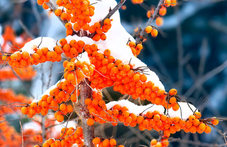 Image of sea buckthorn berries on a tree under snow in winter.の写真素材