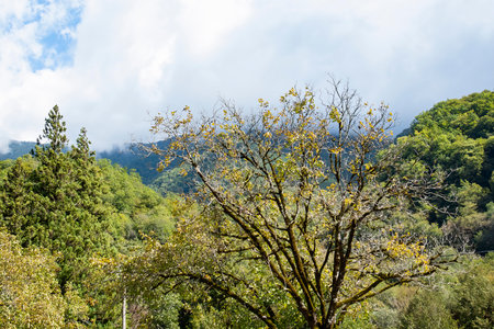 In the mountains of Abkhazia at an altitude of 1000 meters above sea level, many different types of trees grow, forming forests.の写真素材